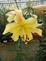 [5213 Golden Power 20 ST No02.JPG]